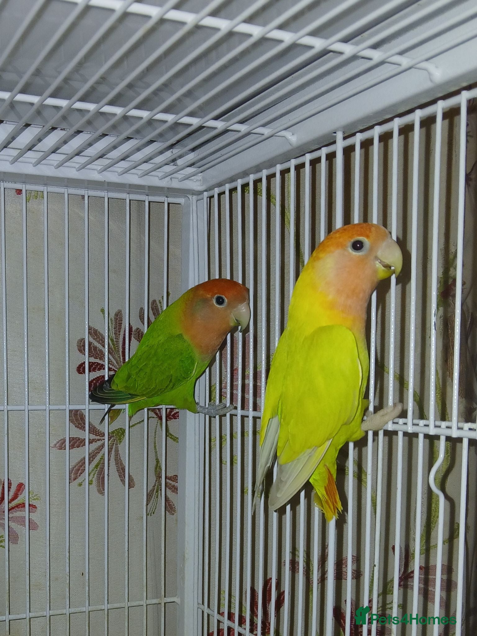 Lovebirds birds Lovebird pair for sale £65 - Advert 1