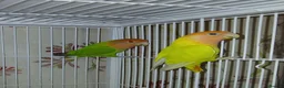 Lovebirds birds for sale: Lovebird pair for sale £70 - Advert 1