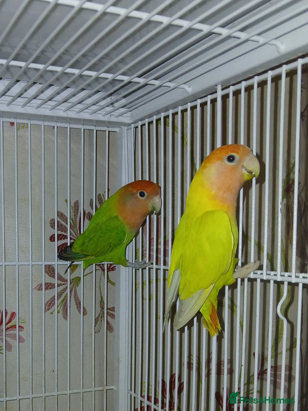 Lovebirds birds for sale: Lovebird pair for sale £70 - Advert 1