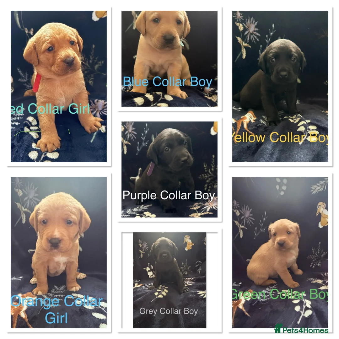 Labrador Retriever dogs for sale: KC Registered Labrador Puppies - Advert 2