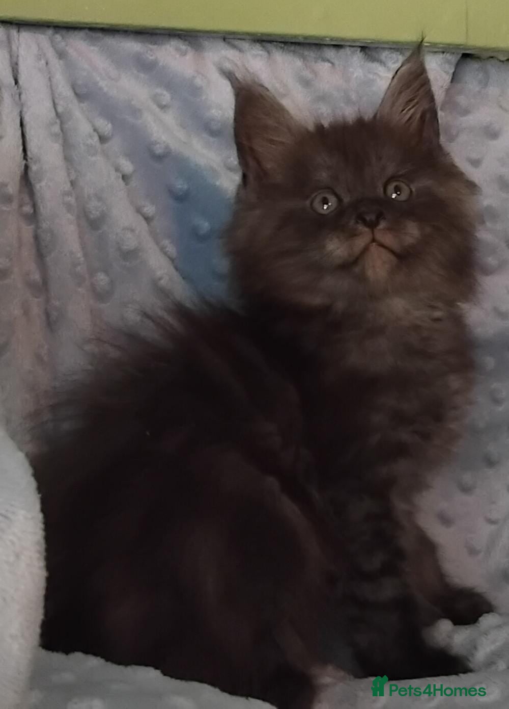 Maine Coon cats GCCF REGISTERED MAINE COON KITTENS FOR SALE  - Advert 2