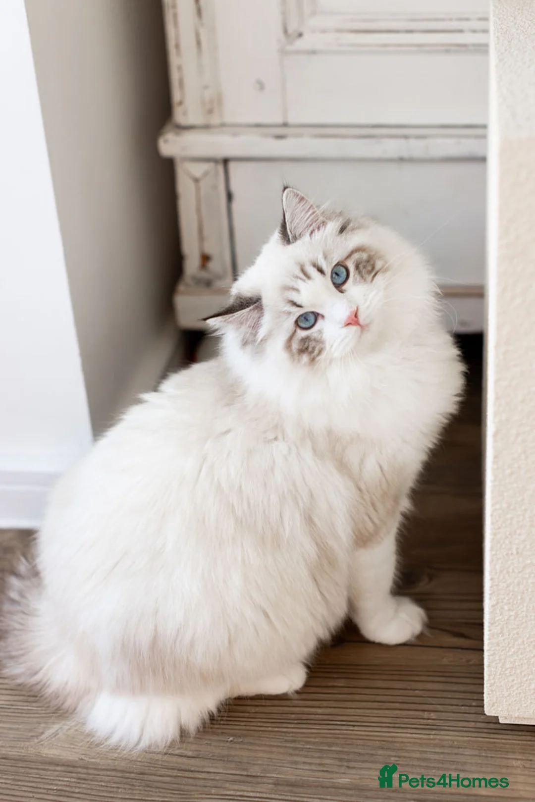 Ragdoll cats for stud: Stunning Seal Bicolour Lynx Ragdoll (stud only) - Advert 1