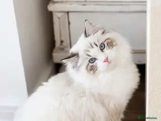 Ragdoll cats Stunning Seal Bicolour Lynx Ragdoll (stud only) - Advert 13