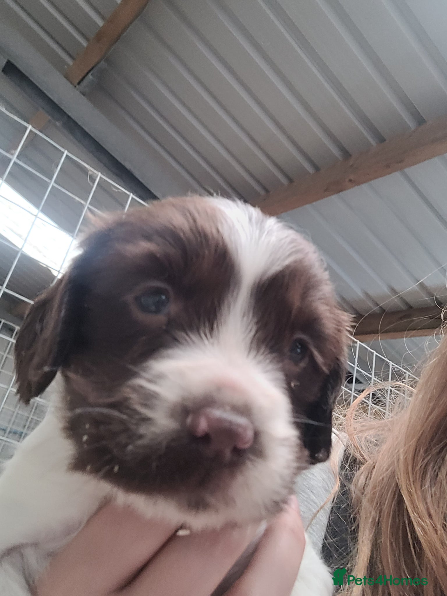 English Springer Spaniel dogs K.c registered English Springer Spaniel Puppies  - Advert 4