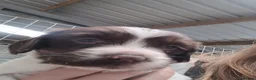 English Springer Spaniel dogs for sale: K.c registered English Springer Spaniel Puppies  - Advert 1