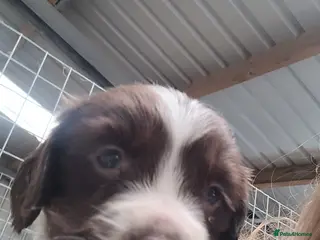 English Springer Spaniel dogs K.c registered English Springer Spaniel Puppies - Advert 4