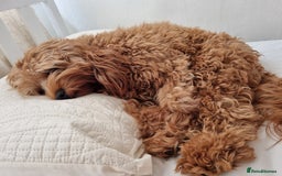 Cavapoo dogs for sale: Male F1 cavapoo almost 4 years old - Image 3