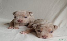 American Bully dogs for sale: Pocket Bully Puppies For Sale📲✅ - Image 5