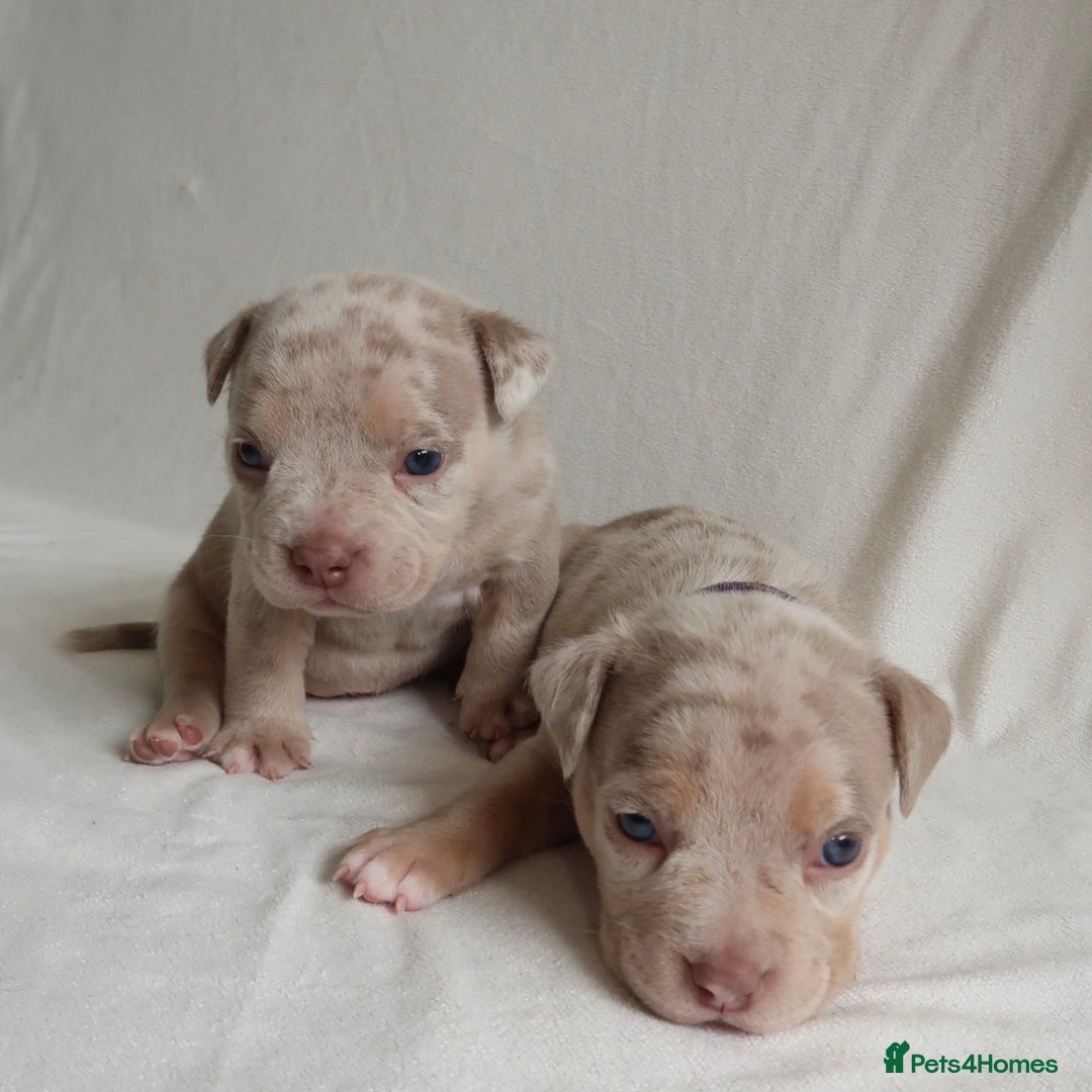 American Bully dogs for sale: Pocket Bully Puppies For Sale📲✅ - Image 5