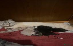 Mixed Breed cats for sale: kittens  - Image 1
