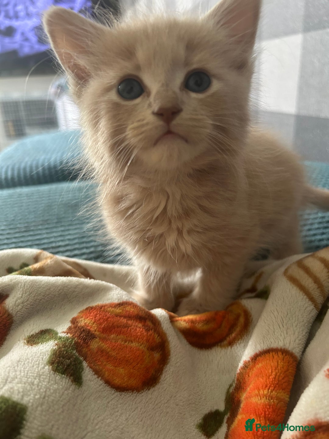 Oriental cats for sale: Oriental X Cream boy available  - Image 6