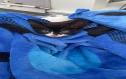 Mixed Breed cats for sale: Black & white female kitten - Image 5