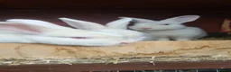 Mixed Breed rabbits for sale: Satins (pure breed) - Advert 3