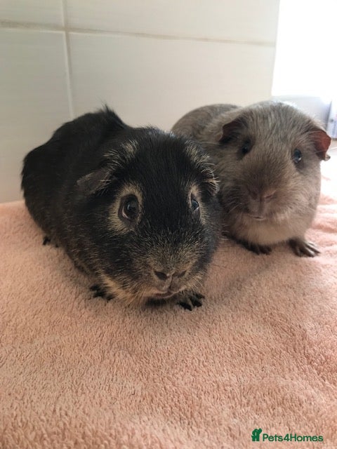 Guinea Pig rodents Pet piggies - Advert 11