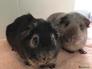 Guinea Pig rodents Pet piggies - Advert 11