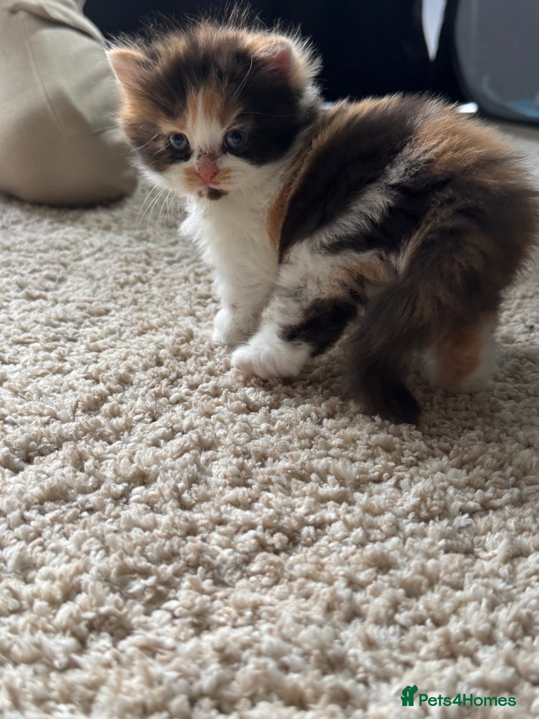 British Longhair cats for sale: 3 beautiful blue eyed British longhair - Image 10
