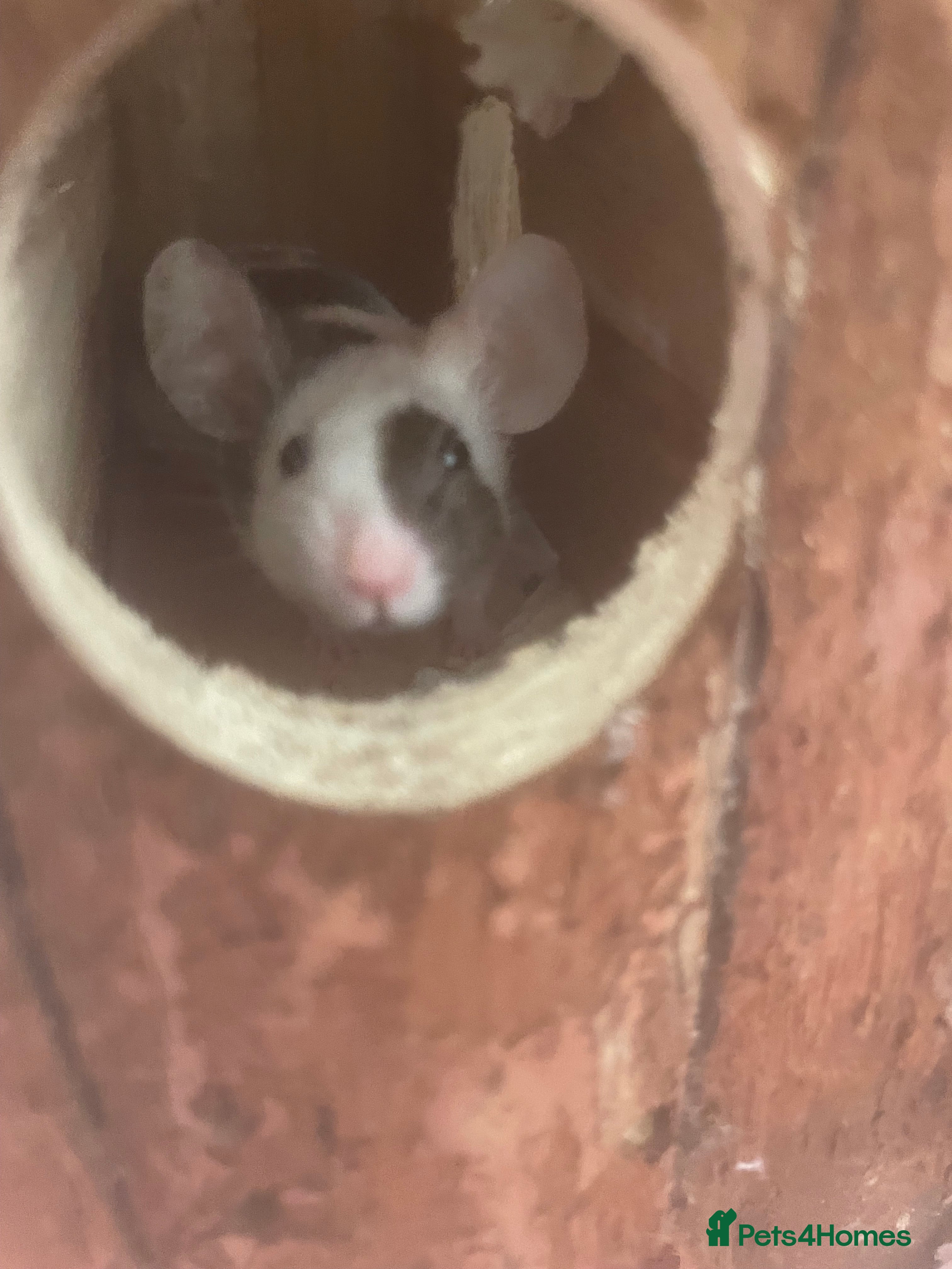 Mouse rodents Female fancy mouse - Advert 3