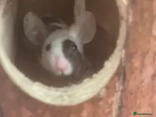 Mouse rodents Female fancy mouse - Advert 3