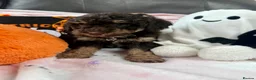 Cavapoo dogs for sale: Lovely health tested Cavapoo pups  - Advert 5