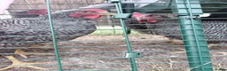 Chickens poultry for sale: Plymouth Rock Rooster in Stratford-upon-Avon - Advert 5