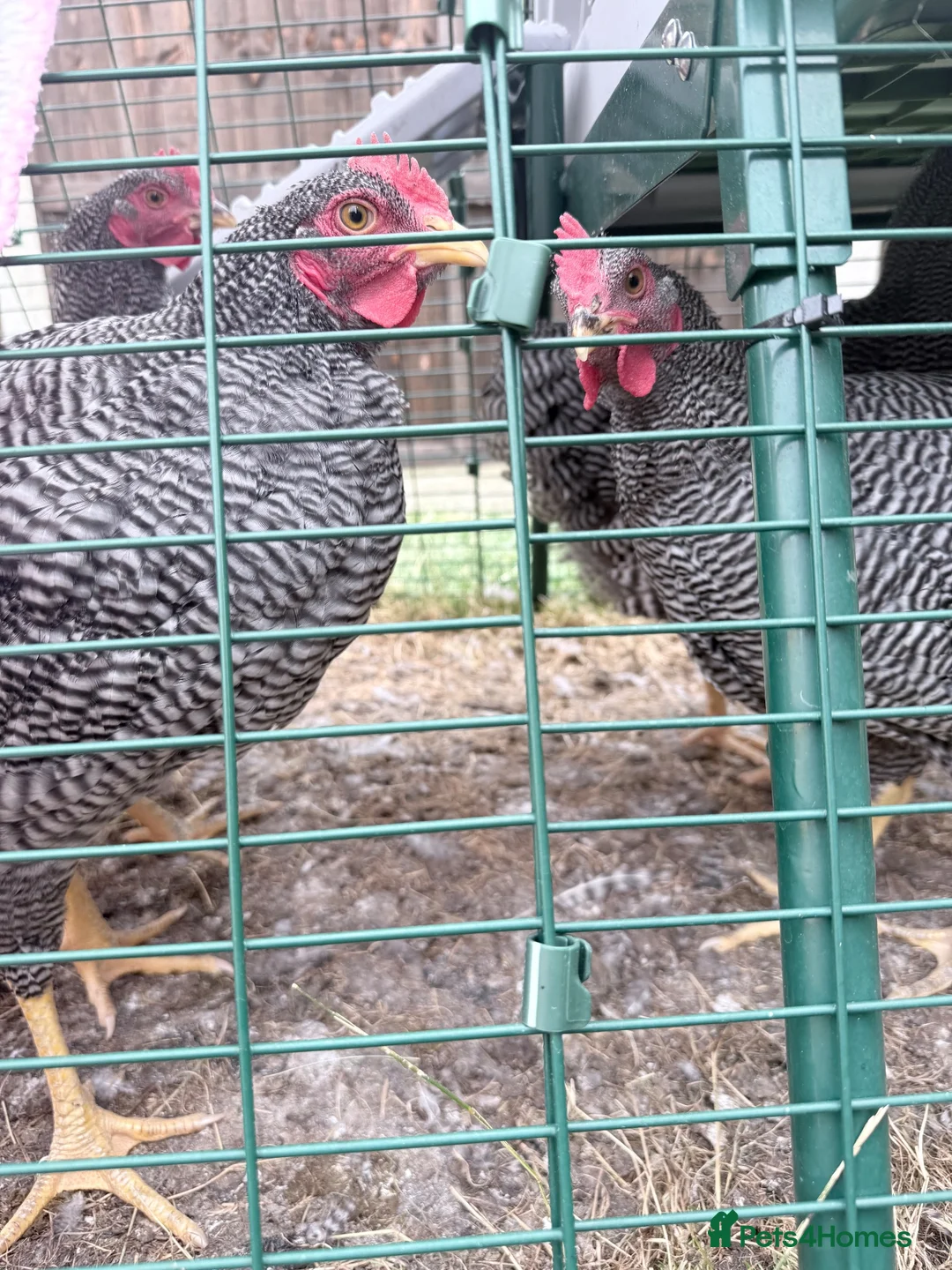 Chickens poultry for sale: Plymouth Rock Rooster in Stratford-upon-Avon - Advert 5