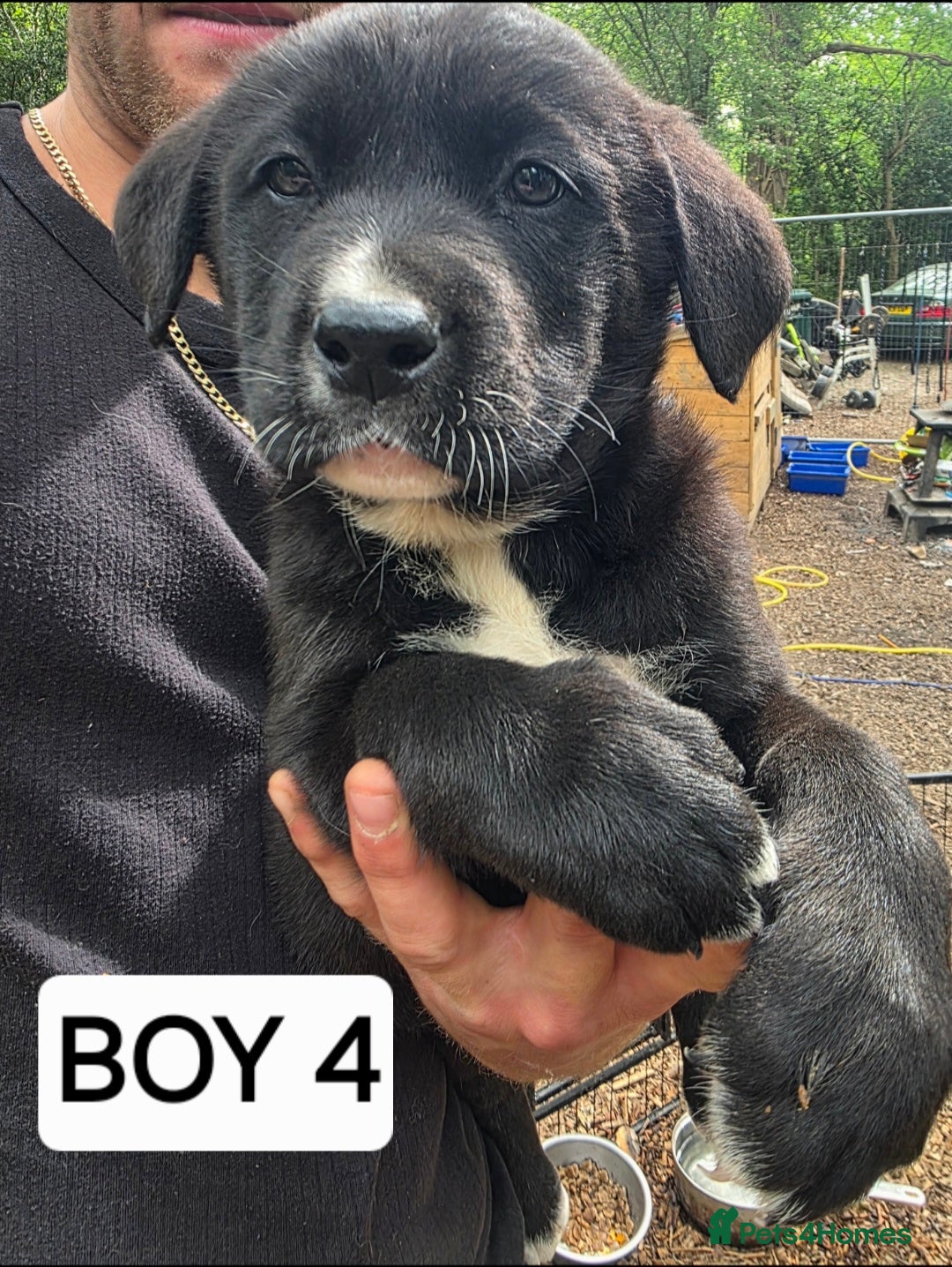 Mixed Breed dogs 9 Beautiful Akita x puppies for sale - Advert 10
