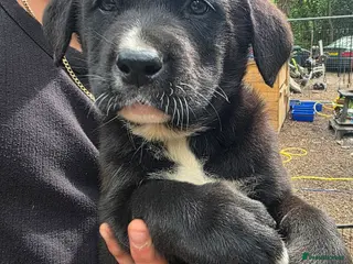 Mixed Breed dogs 9 Beautiful Akita x puppies for sale - Advert 7