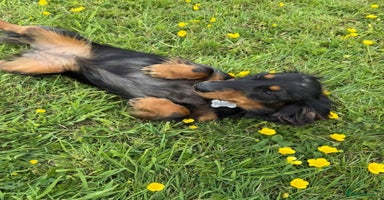 Miniature Dachshund dogs - Advert 9