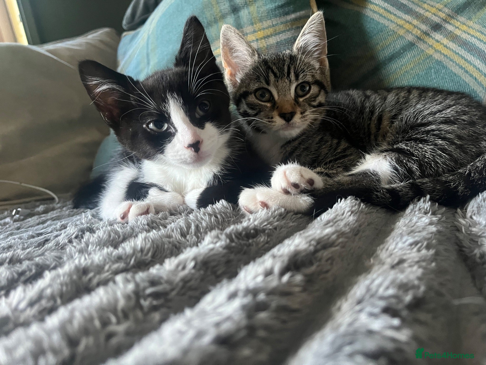 Mixed Breed cats X2 Tabby Kittens - Advert 2