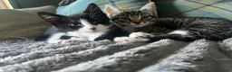 Mixed Breed cats for sale: X2 Tabby Kittens in Bishop Auckland - Advert 1