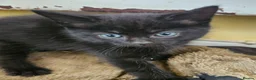 Maine Coon cats for sale: Beautiful black fluffy kittens - Advert 10