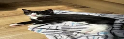 European cats for sale: TUXEDO KITTEN (FEMALE) - Advert 4