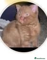 British Shorthair cats British Shorthair X Bengal (1yo) - Advert 1