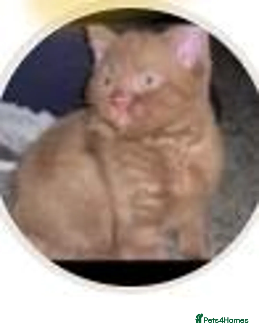 British Shorthair cats for sale: British Shorthair X Bengal (1yo) in Derby - Advert 1
