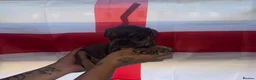 English Bulldog dogs for sale: Old English bulldog  - Advert 23