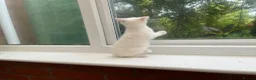 Mixed Breed cats for sale: Female Whait kittens for ready new home in Coventry - Advert 2