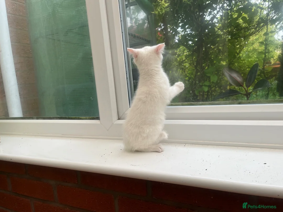 Mixed Breed cats for sale: Female Whait kittens for ready new home in Coventry - Advert 2