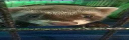 Ferret rodents for sale: 3 female bonded ferrets and setup - Advert 6
