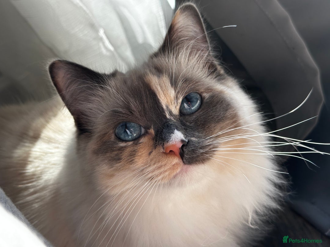 Ragdoll cats for sale: Playful Indoor Cat Kiki-Fully Vaccinated & Healthy - Image 5