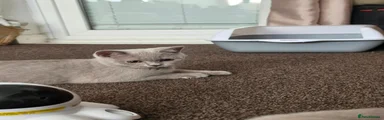 British Shorthair 2