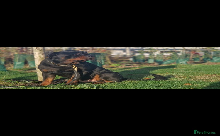 Rottweiler dogs - Advert 9