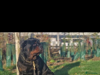 Rottweiler dogs for sale - Advert 2