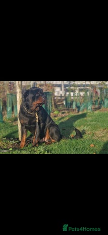 Rottweiler dogs - Advert 9