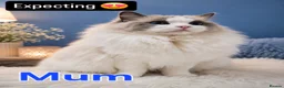 Ragdoll cats for sale:  Ragdoll Kittens Champion🩵 - Advert 2