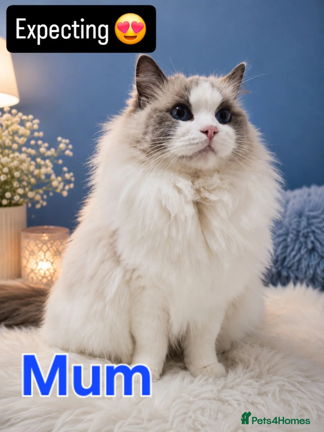 Ragdoll cats for sale:  Ragdoll Kittens Champion🩵 - Advert 2