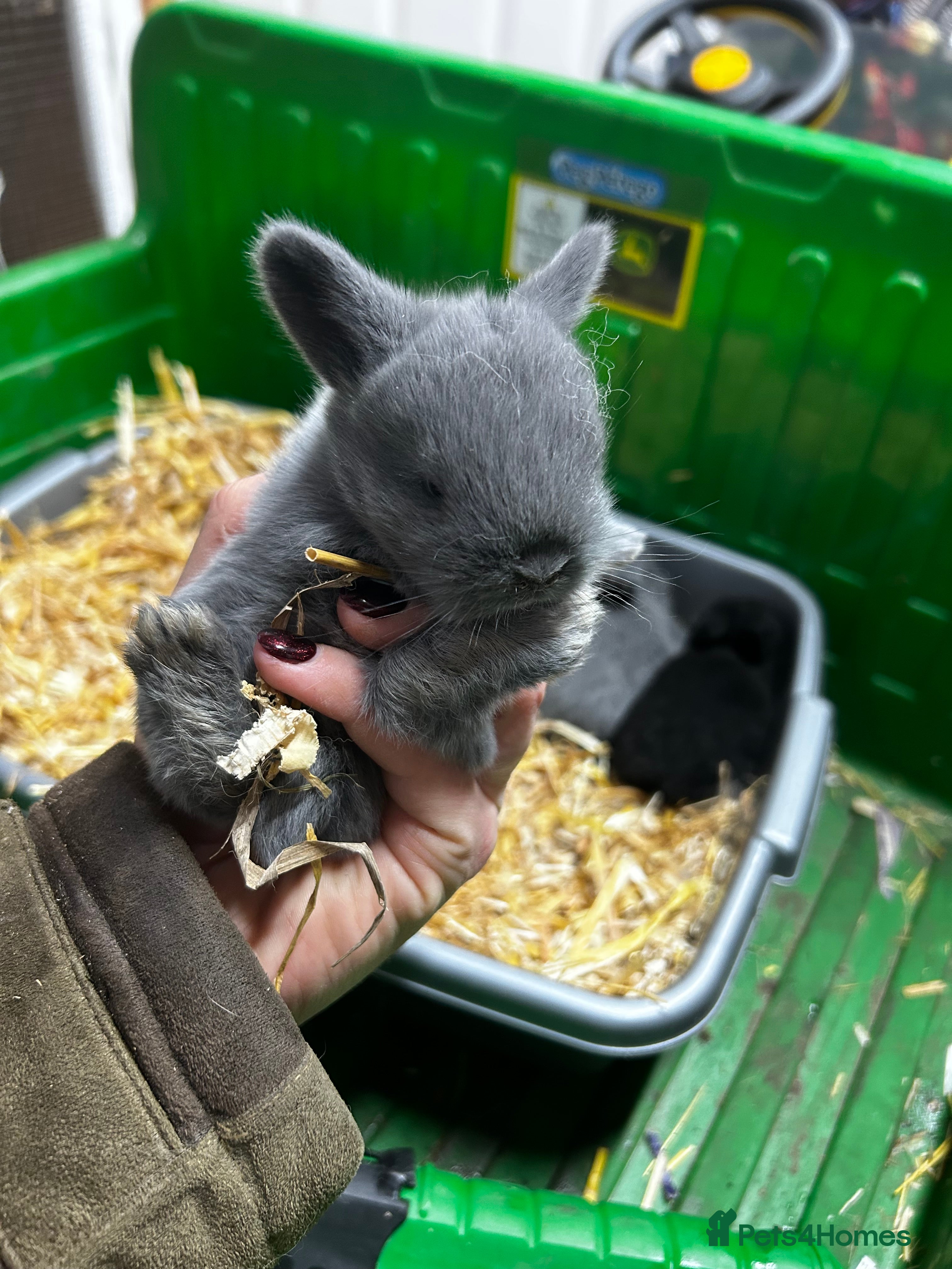 Mixed Breed rabbits Mini lop x lop  - Advert 2