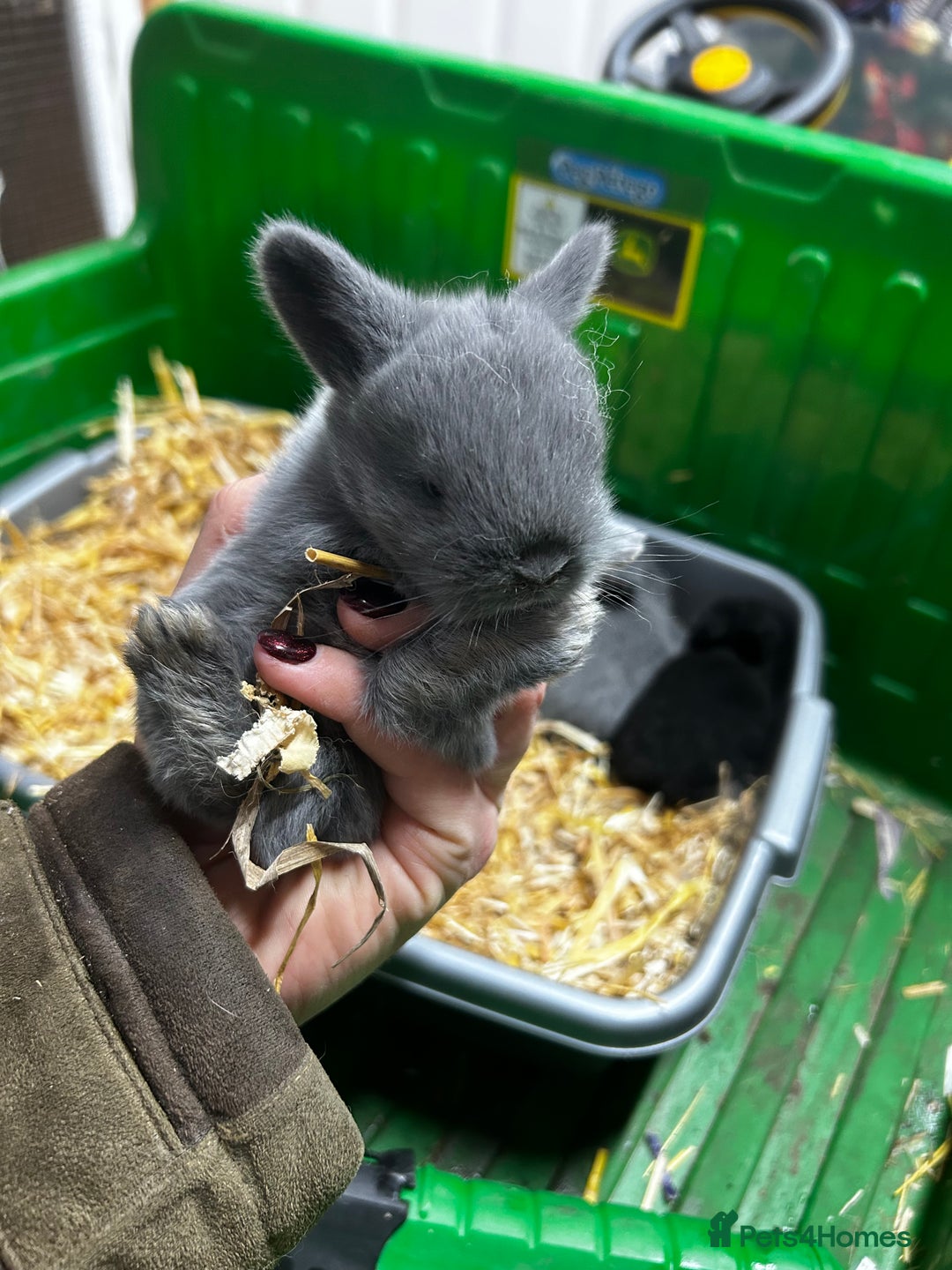 Mixed Breed rabbits for sale: Mini lop x lop  - Advert 1
