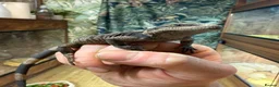 Lizard reptiles for sale: Chuckwalla in Bexhill-on-Sea - Advert 5