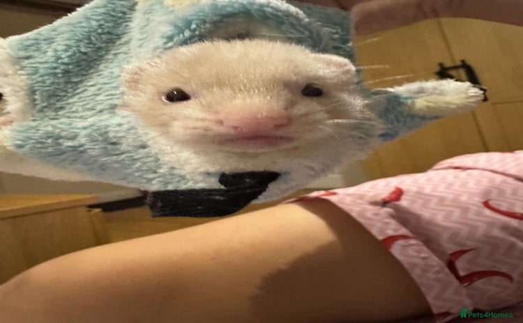 Ferret rodents - Advert 15
