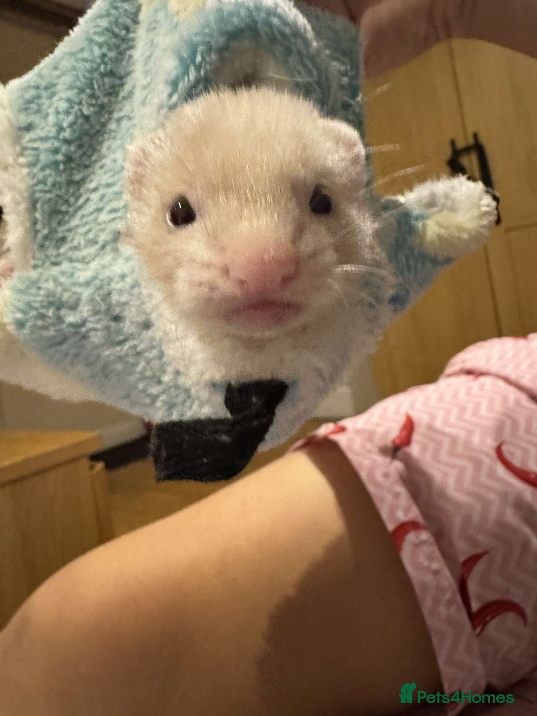 Ferret rodents for sale: Ferret kit  - Image 1